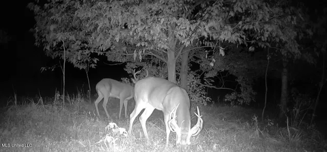 $949,900 | 278 Hwy Marks Ms 38646, Marks, MS 38646