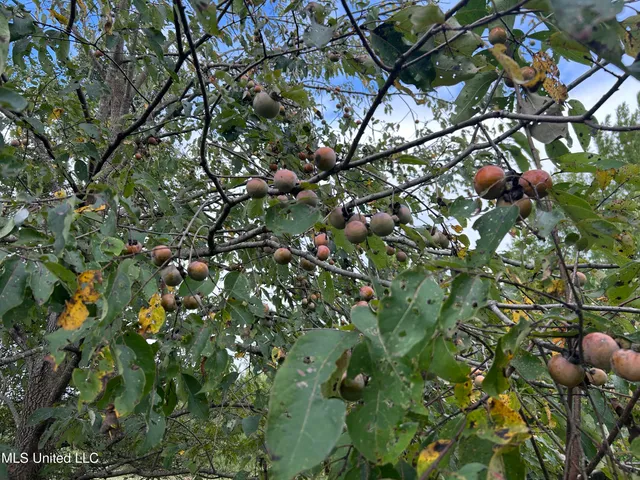 $949,900 | 278 Hwy Marks Ms 38646, Marks, MS 38646