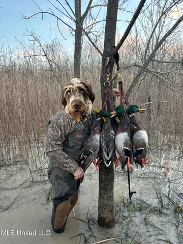 $949,900 | 278 Hwy Marks Ms 38646, Marks, MS 38646