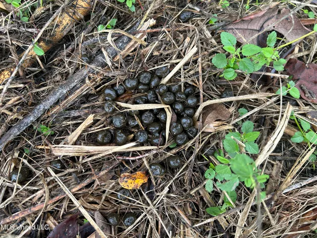 $949,900 | 278 Hwy Marks Ms 38646, Marks, MS 38646