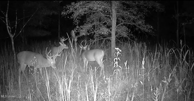 $949,900 | 278 Hwy Marks Ms 38646, Marks, MS 38646