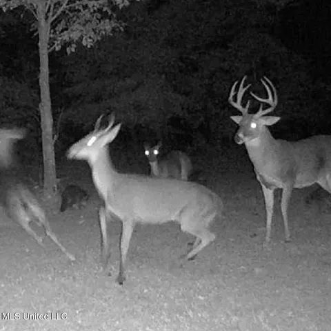 $949,900 | 278 Hwy Marks Ms 38646, Marks, MS 38646