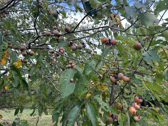 $949,900 | 278 Hwy Marks Ms 38646, Marks, MS 38646