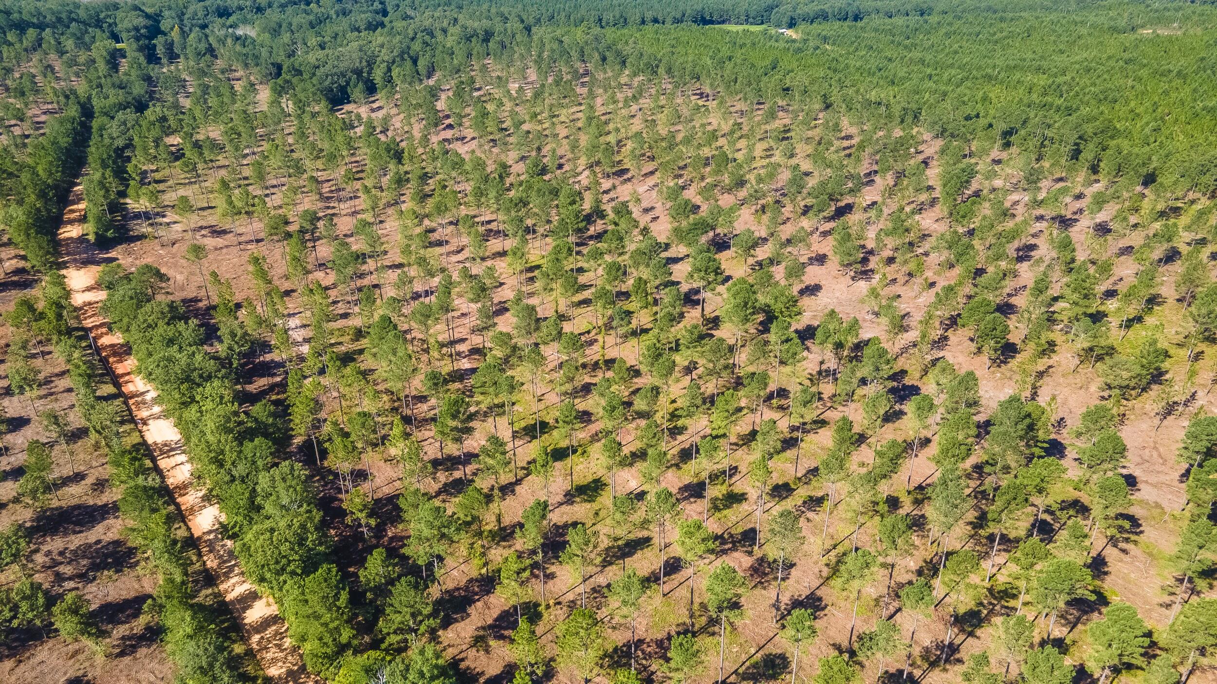 Lot 2 Bluffwood Road Wagener, SC 29164 - Photo 8 of 9