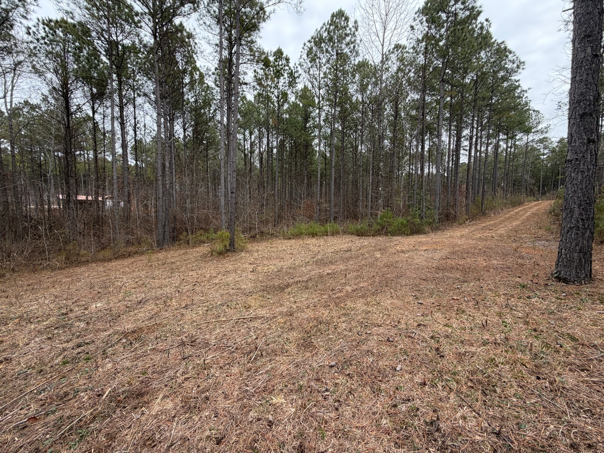 4 Bartlett Road Reagan, TN 38368 - Photo 3 of 11 a backyard of a house with large trees