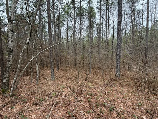 a view of a dry yard with trees in the background