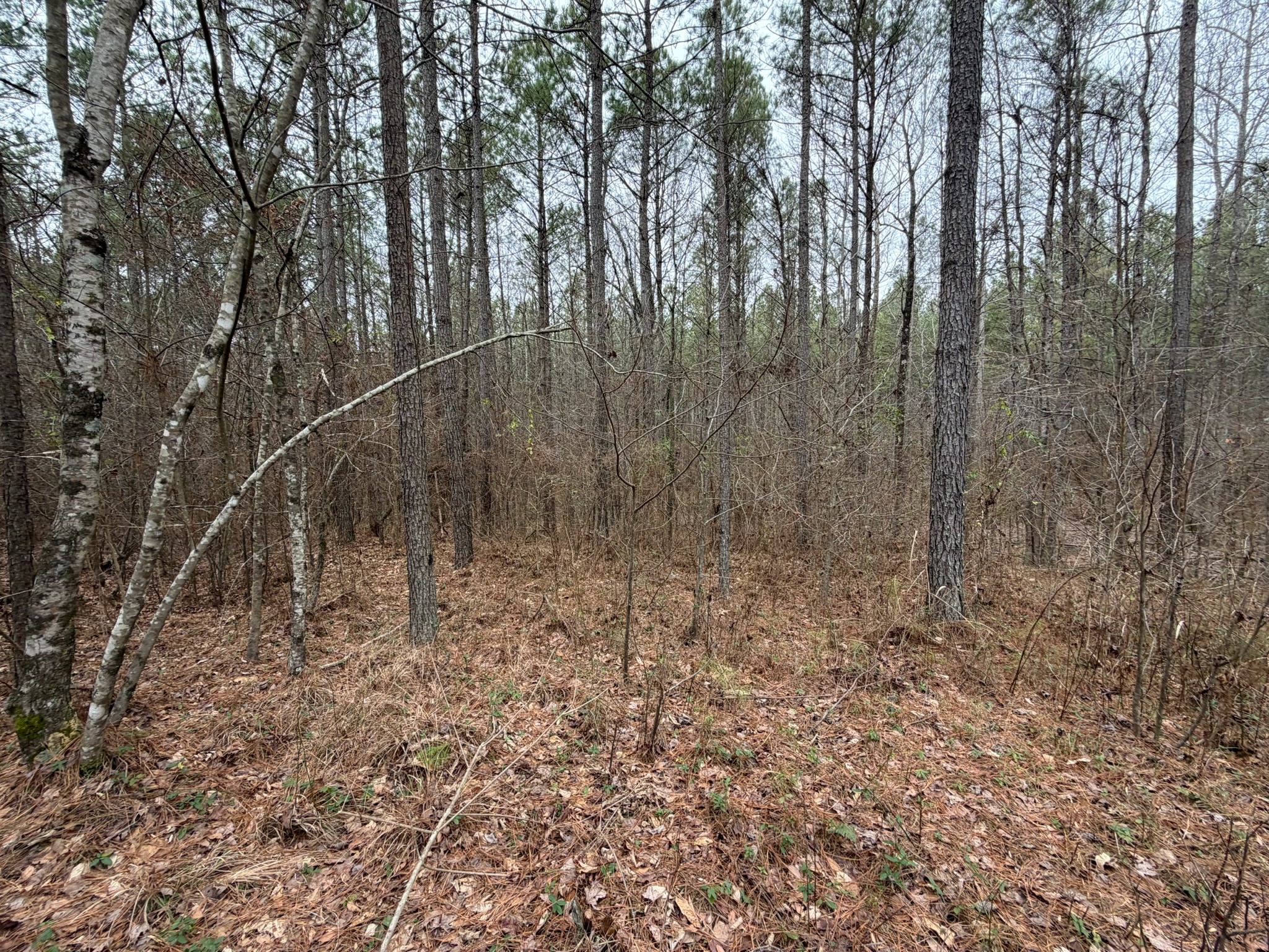 4 Bartlett Road Reagan, TN 38368 - Photo 5 of 11 a view of a dry yard with trees in the background