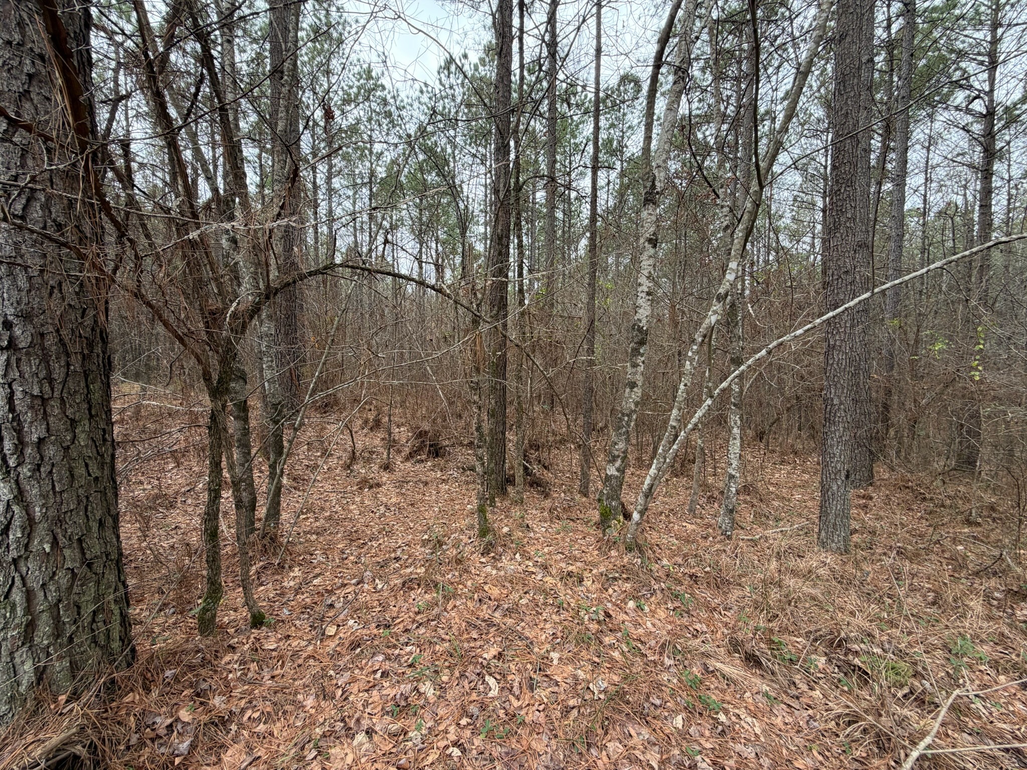 4 Bartlett Road Reagan, TN 38368 - Photo 6 of 11 a backyard of a house with lots of green space
