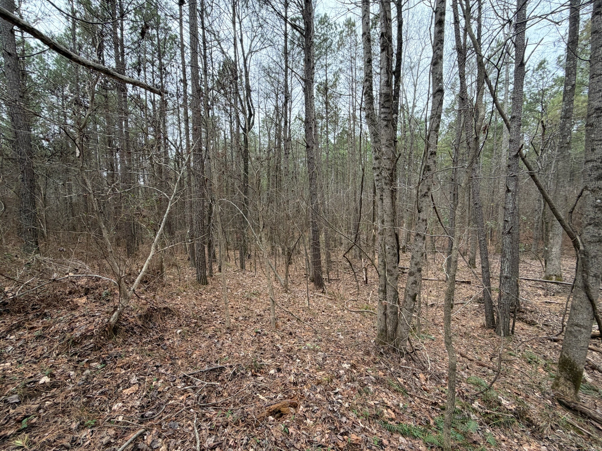 4 Bartlett Road Reagan, TN 38368 - Photo 7 of 11 a view of a yard with trees in the background