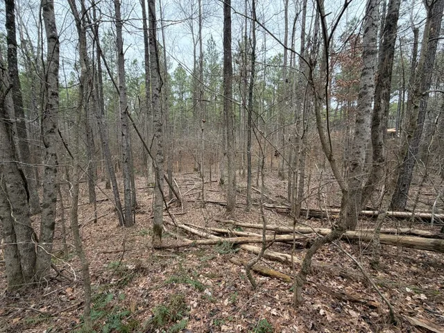 a view of a forest with lots of trees