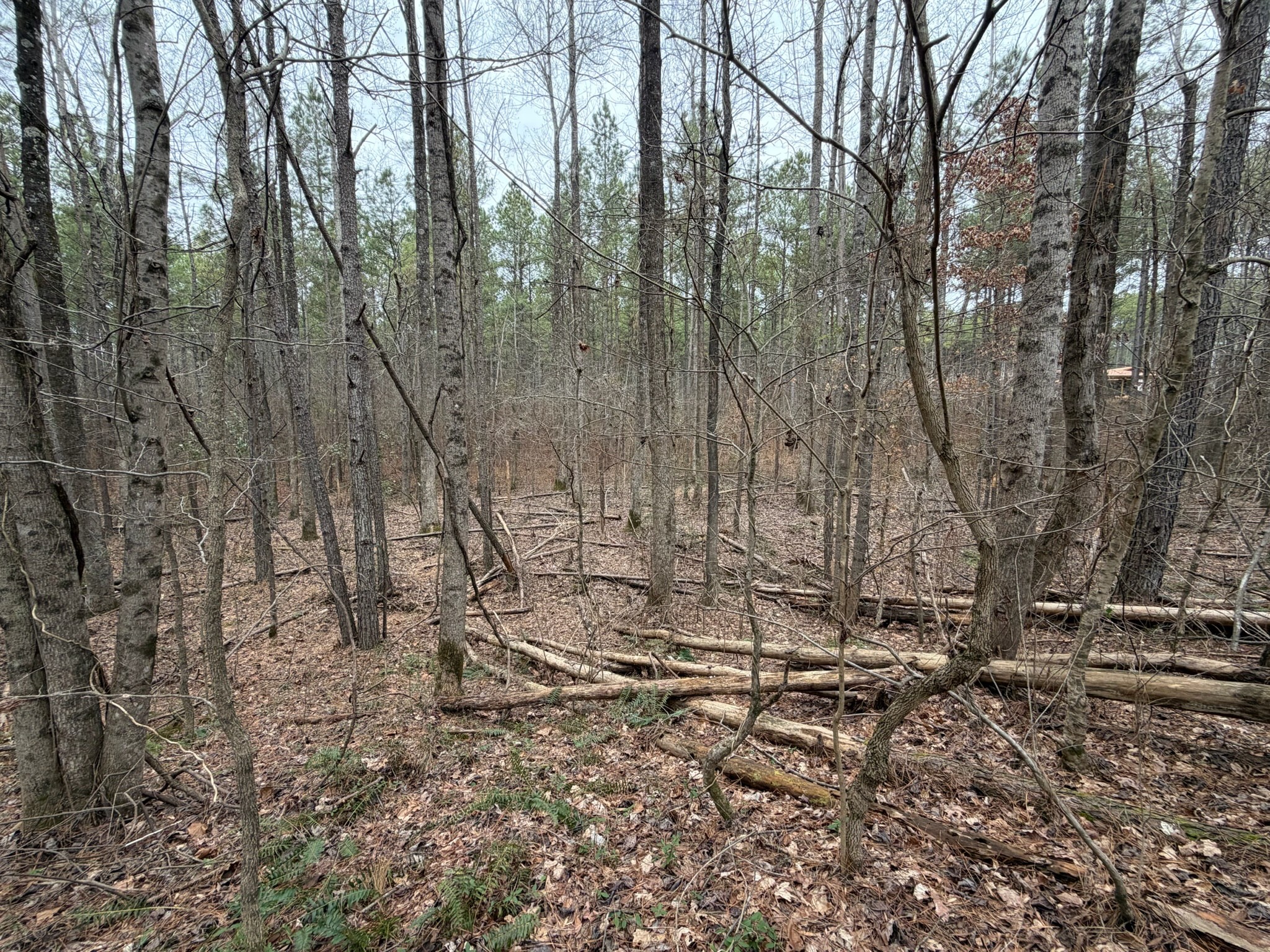 4 Bartlett Road Reagan, TN 38368 - Photo 8 of 11 a view of a forest with lots of trees