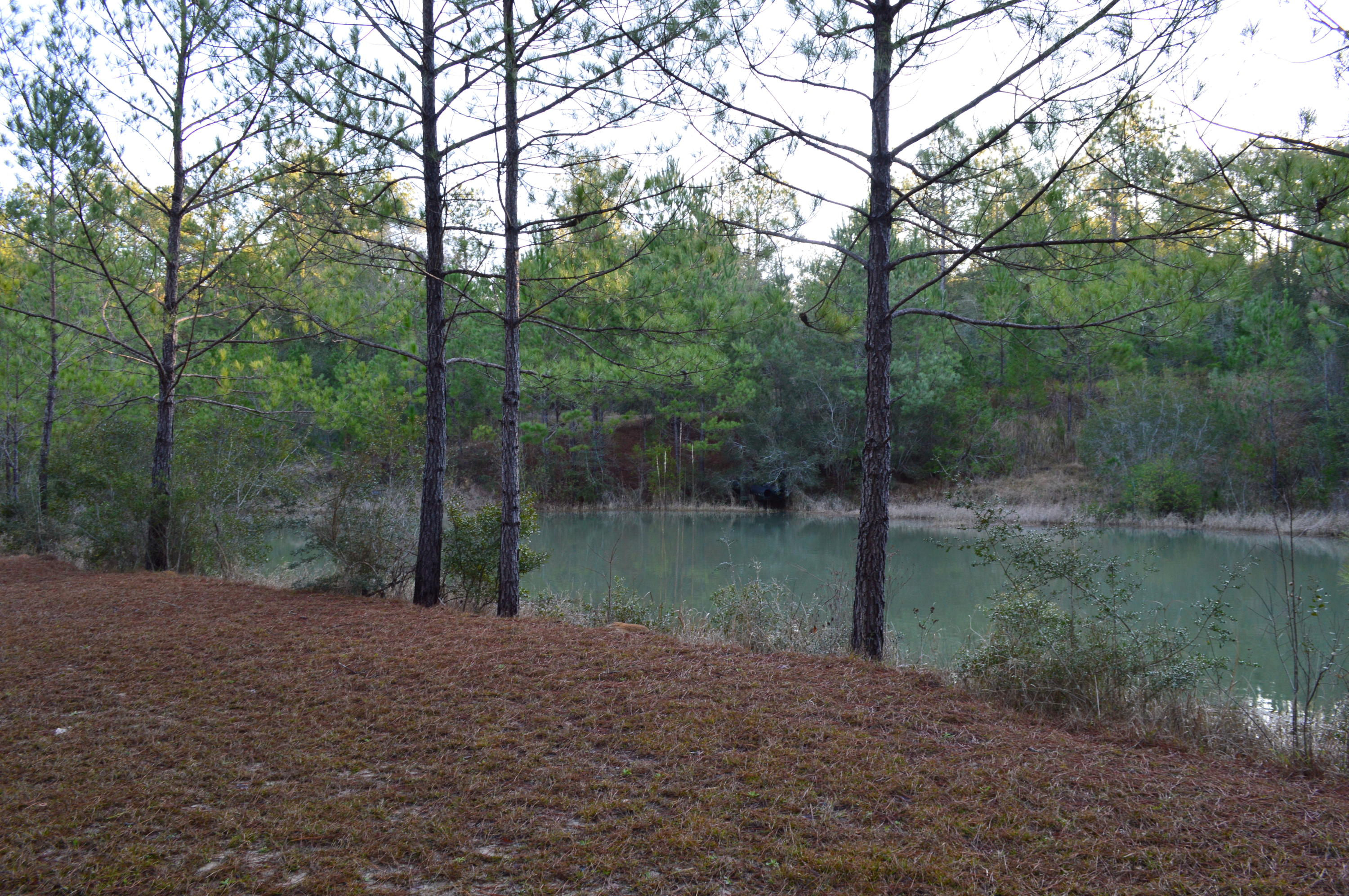 2499 Laird Road Crestview, FL 32539 - Photo 12 of 22 a backyard of a house with lots of green space