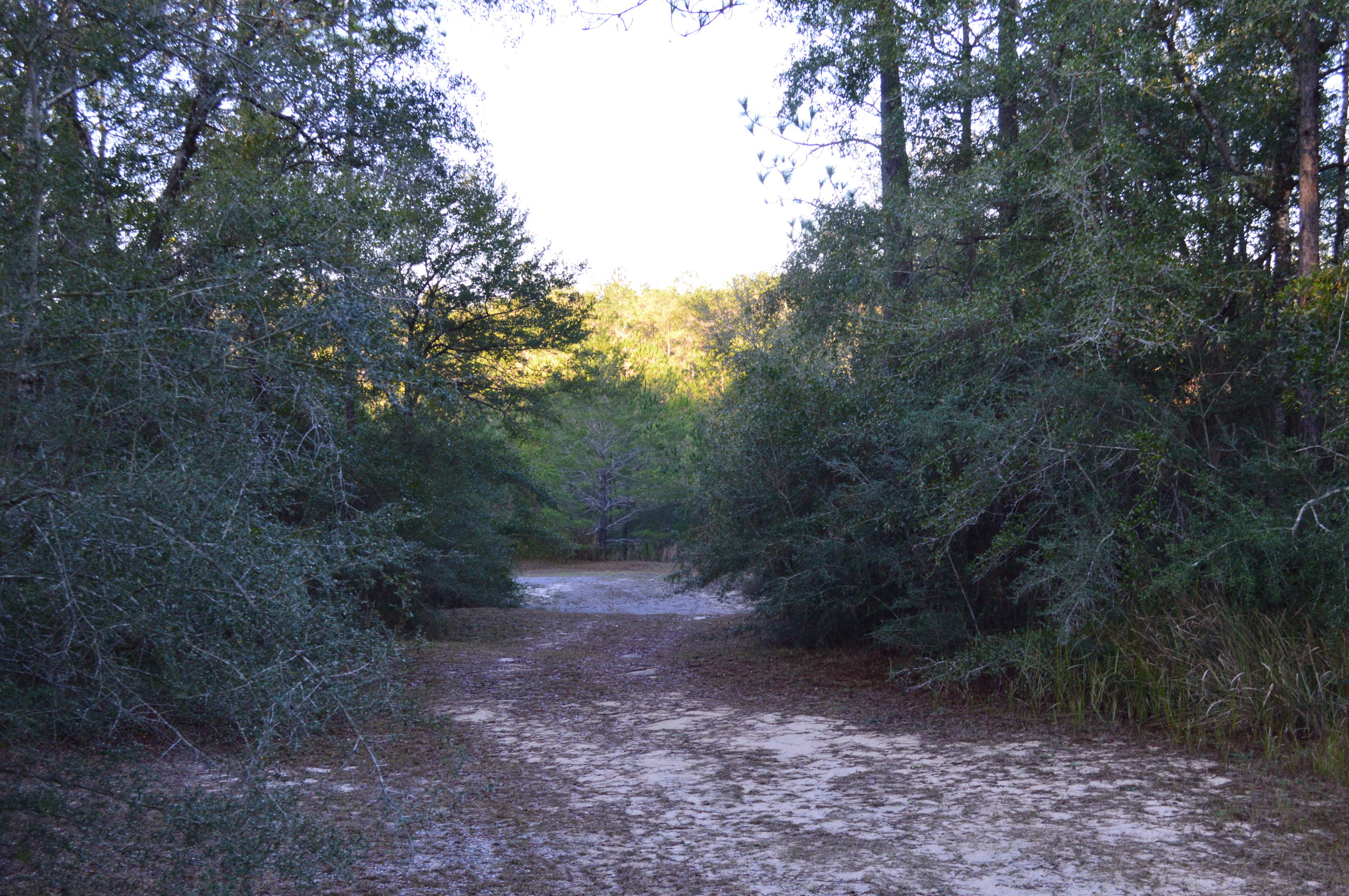 2499 Laird Road Crestview, FL 32539 - Photo 5 of 22 a view of a forest with trees in the background