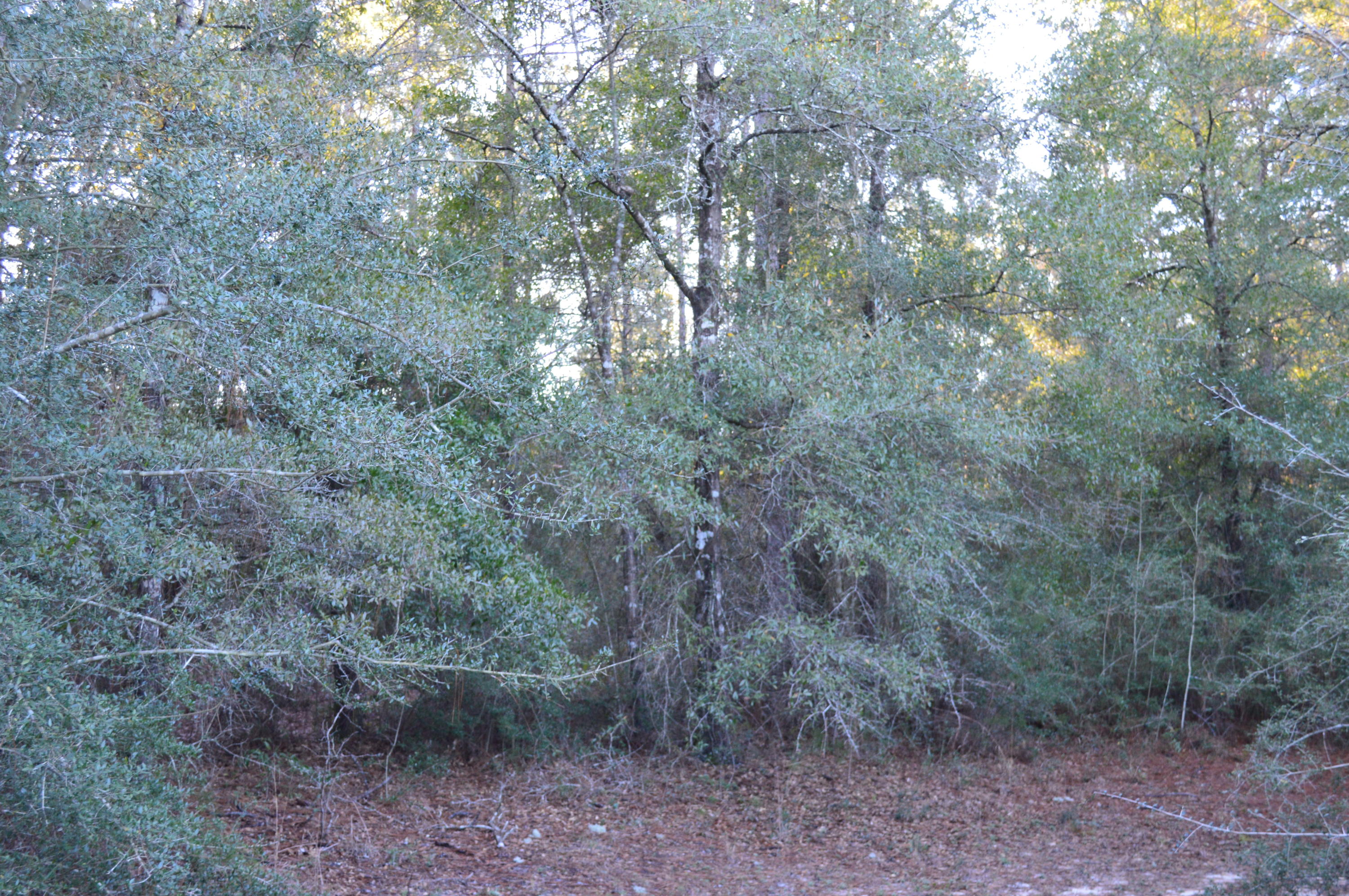 2499 Laird Road Crestview, FL 32539 - Photo 6 of 22 a view of a forest with trees in the background