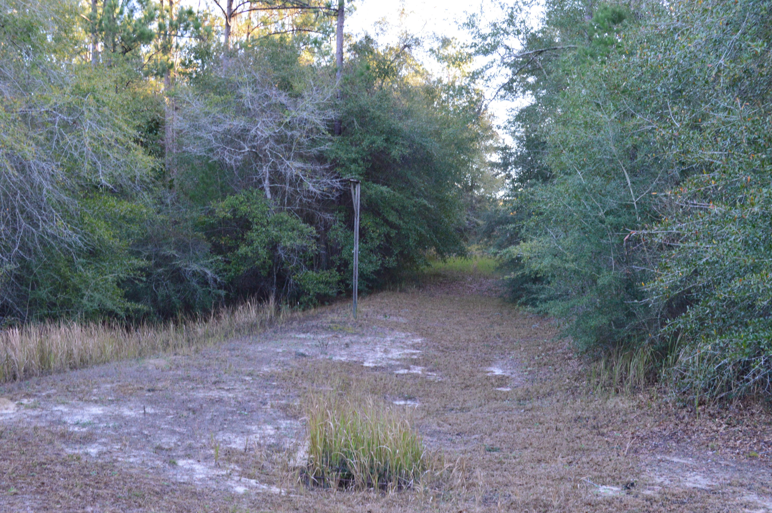 2499 Laird Road Crestview, FL 32539 - Photo 7 of 22 a view of a forest with trees in the background