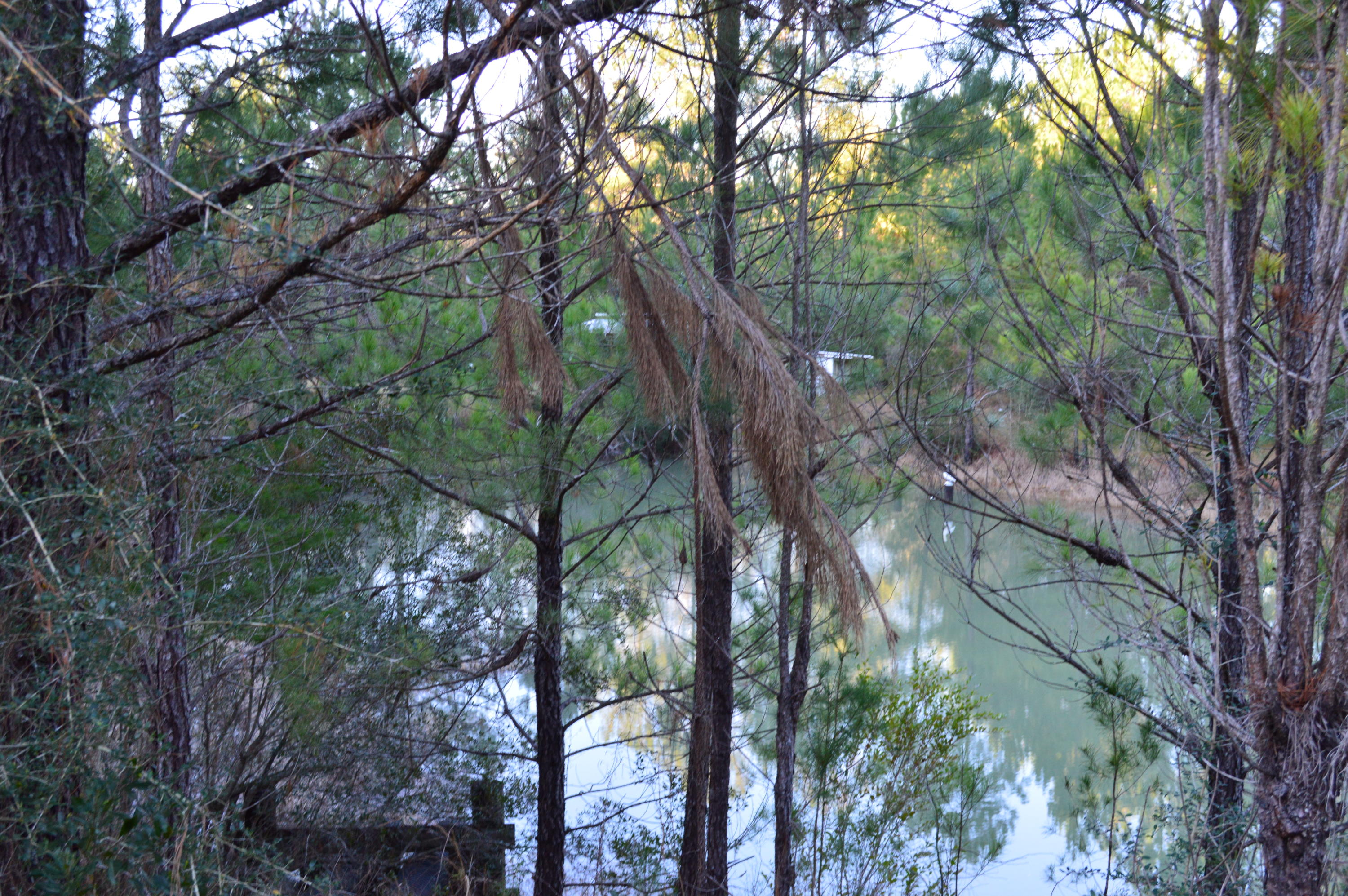2499 Laird Road Crestview, FL 32539 - Photo 8 of 22 a backyard of a house with lots of trees