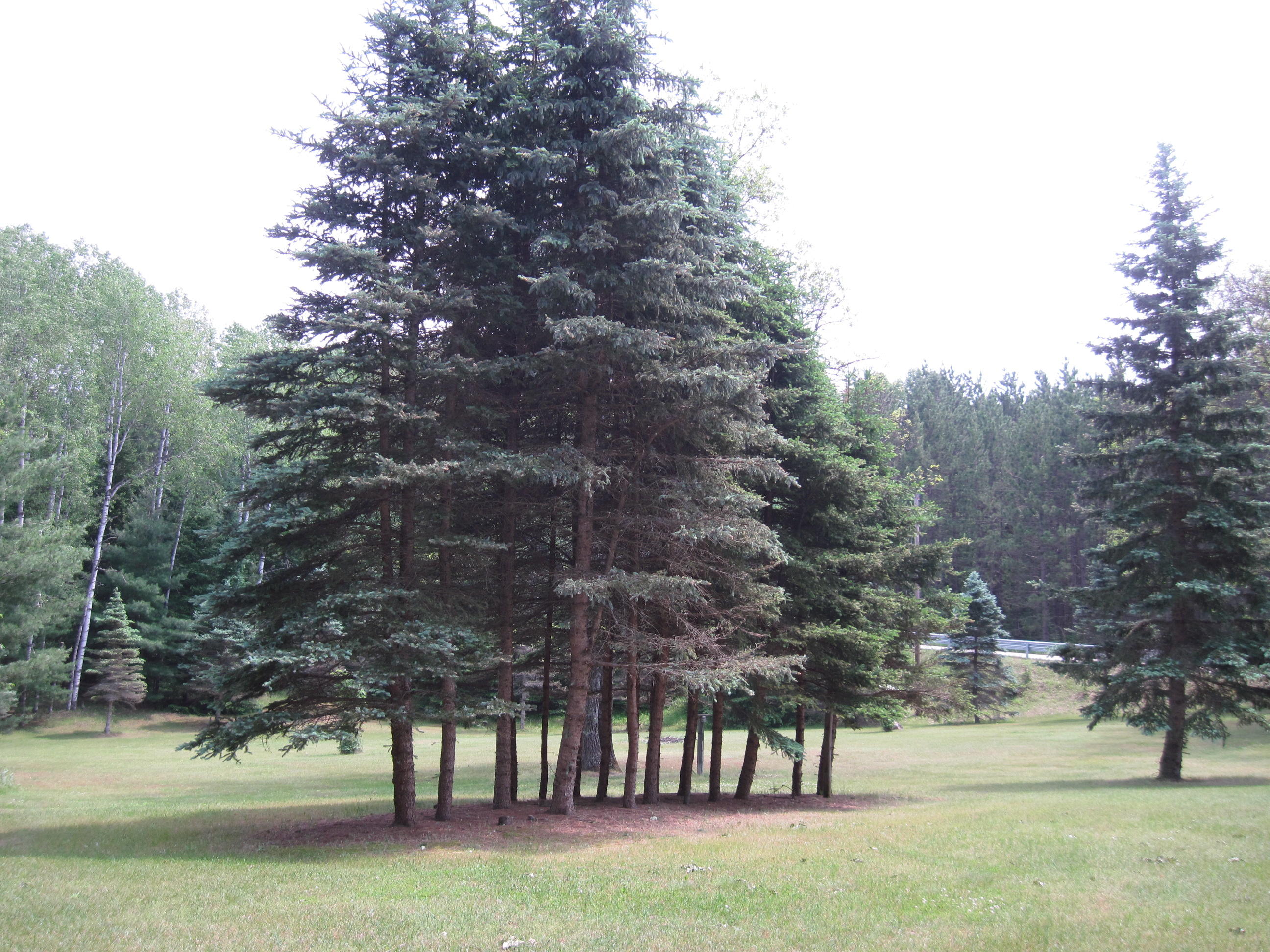 3250 Brown Cabin Road Luzerne, MI 48636 - Photo 14 of 40 Gallery Image 14
