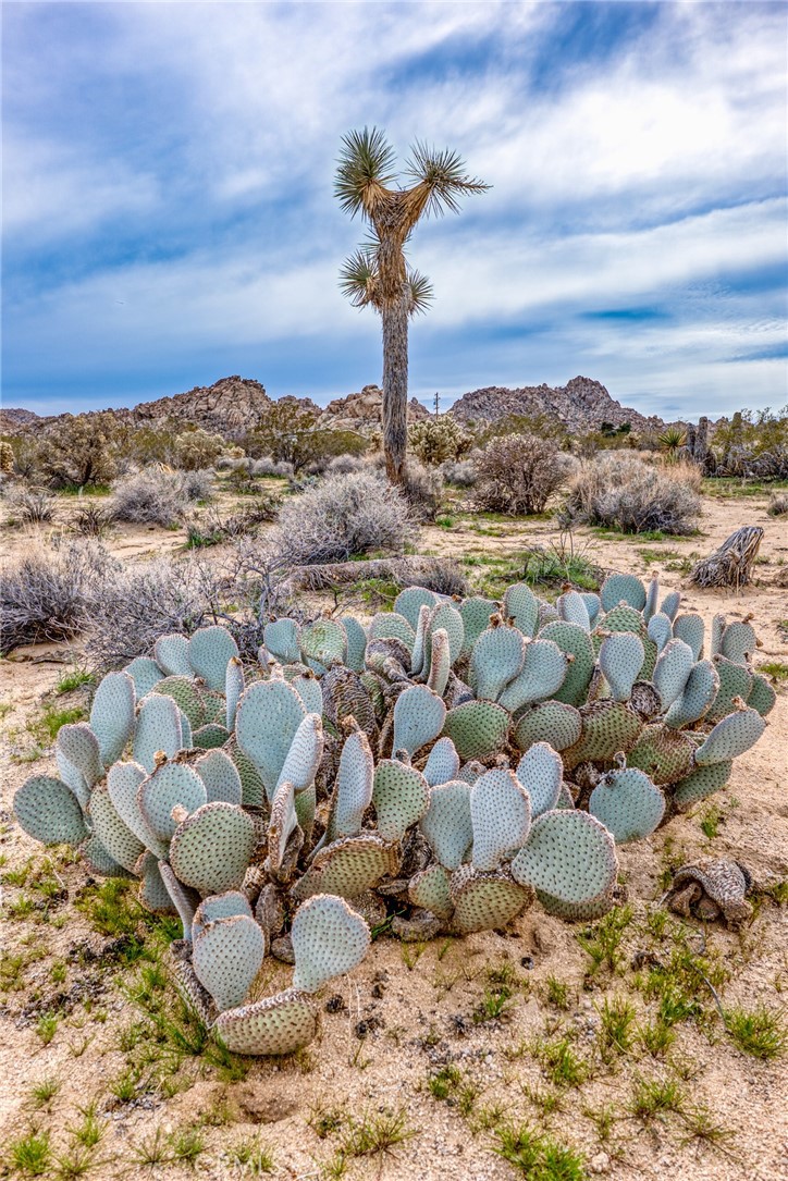 130-rd Hollinger Road Joshua Tree, CA 92252 - Photo 5 of 41