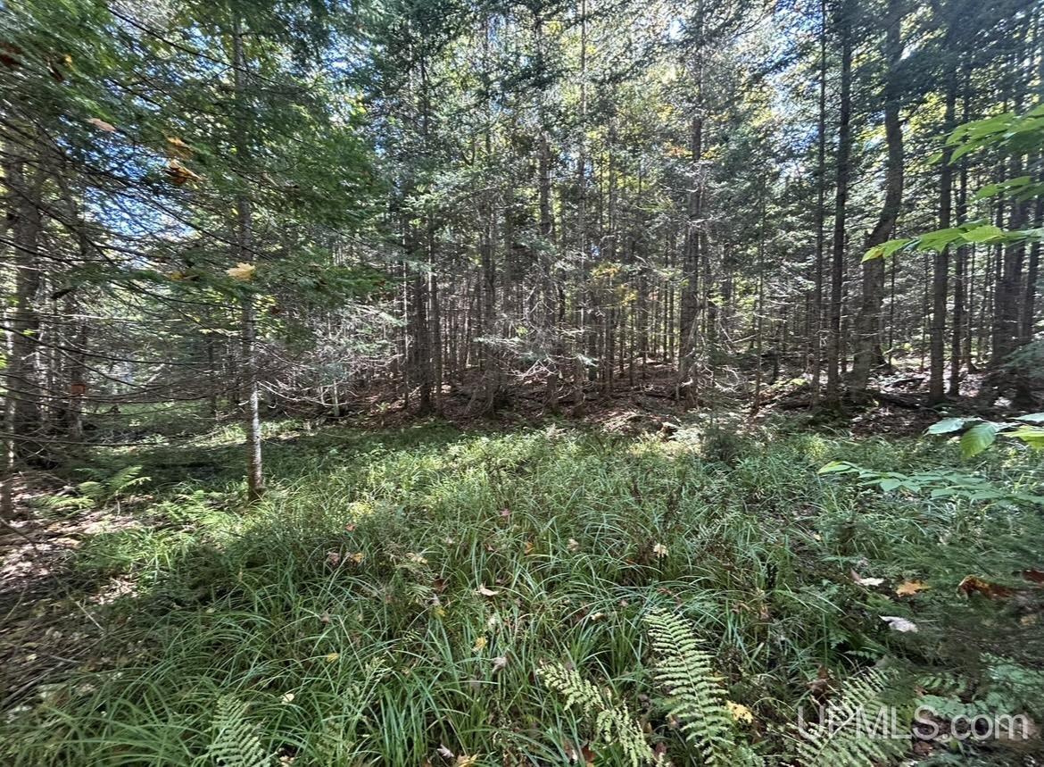 40-acres Mosquito Stub Road Shingleton, MI 49884 - Photo 4 of 25 Gallery Image 4