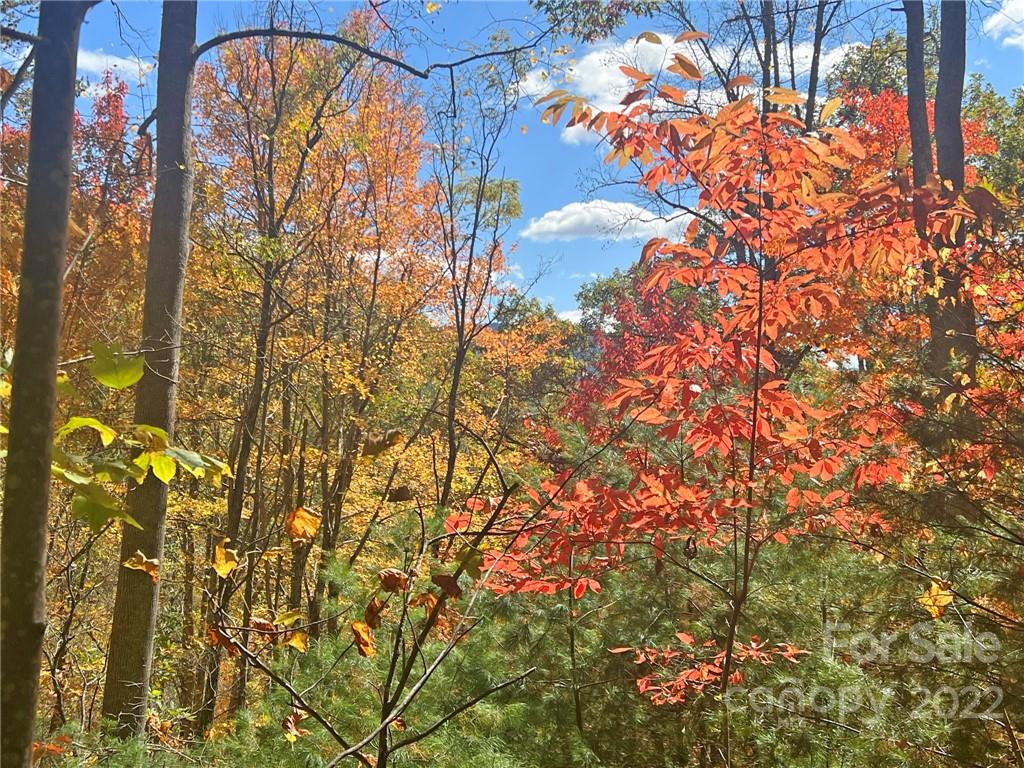 Tbd Waldroup Road Hot Springs, NC 28743 - Photo 23 of 35 Gallery Image 23