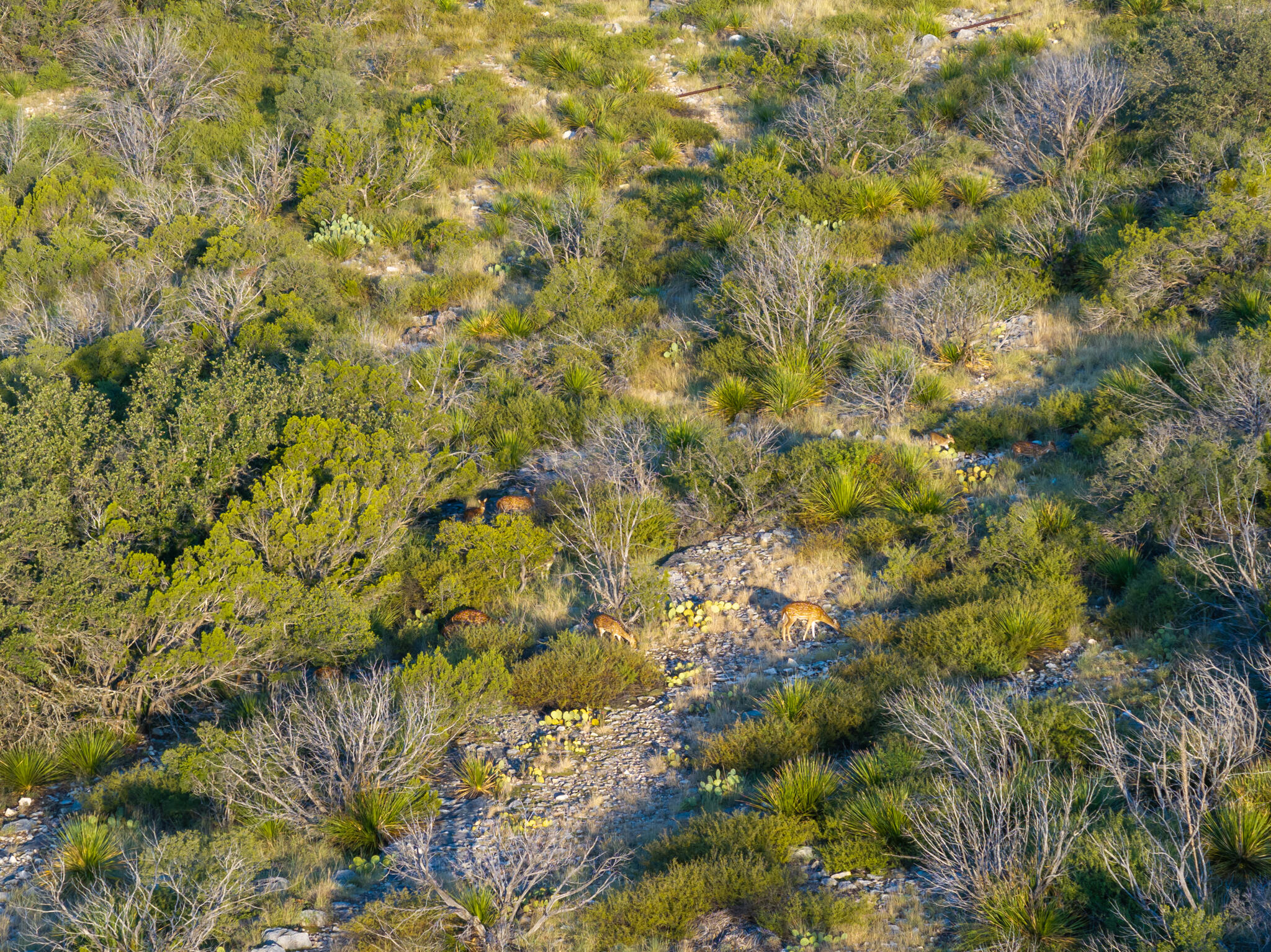 Tbd Windmill Road Ozona, TX 76943 - Photo 10 of 26 Leonard Ranch-12