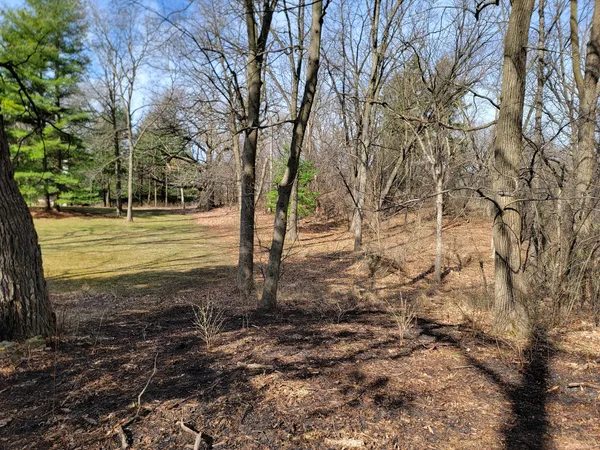 a view of a yard with trees