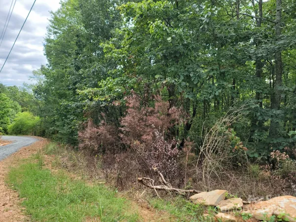 a view of a forest filled with trees
