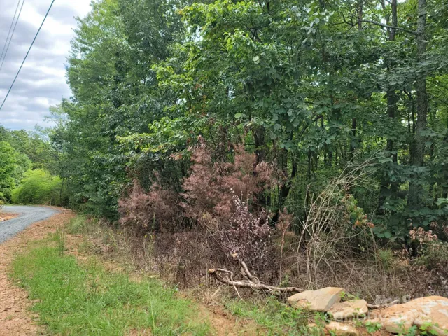 a view of a forest filled with trees