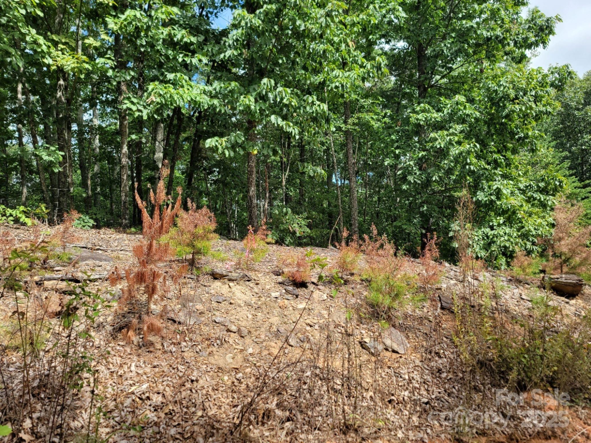 219 Judy Road Casar, NC 28020 - Photo 2 of 11 a view of a yard with snow on the tree