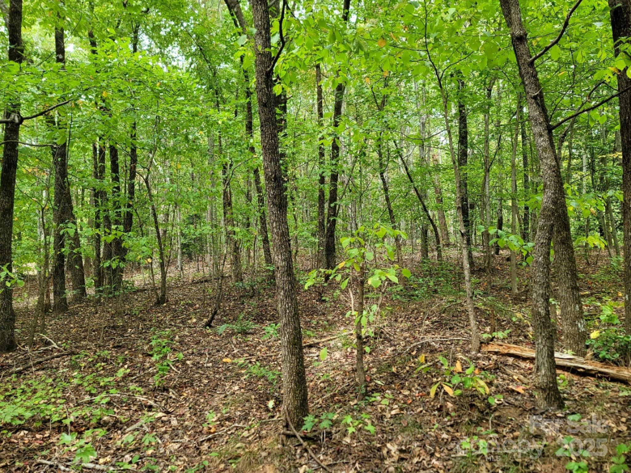 219 Judy Road Casar, NC 28020 - Photo 4 of 11 a view of forest