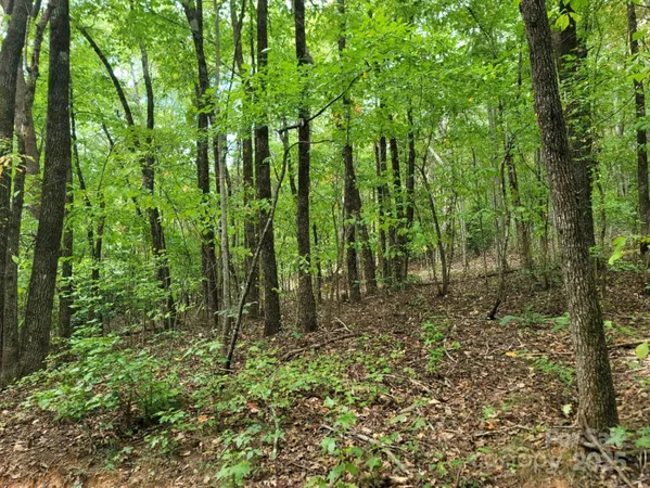 a view of forest