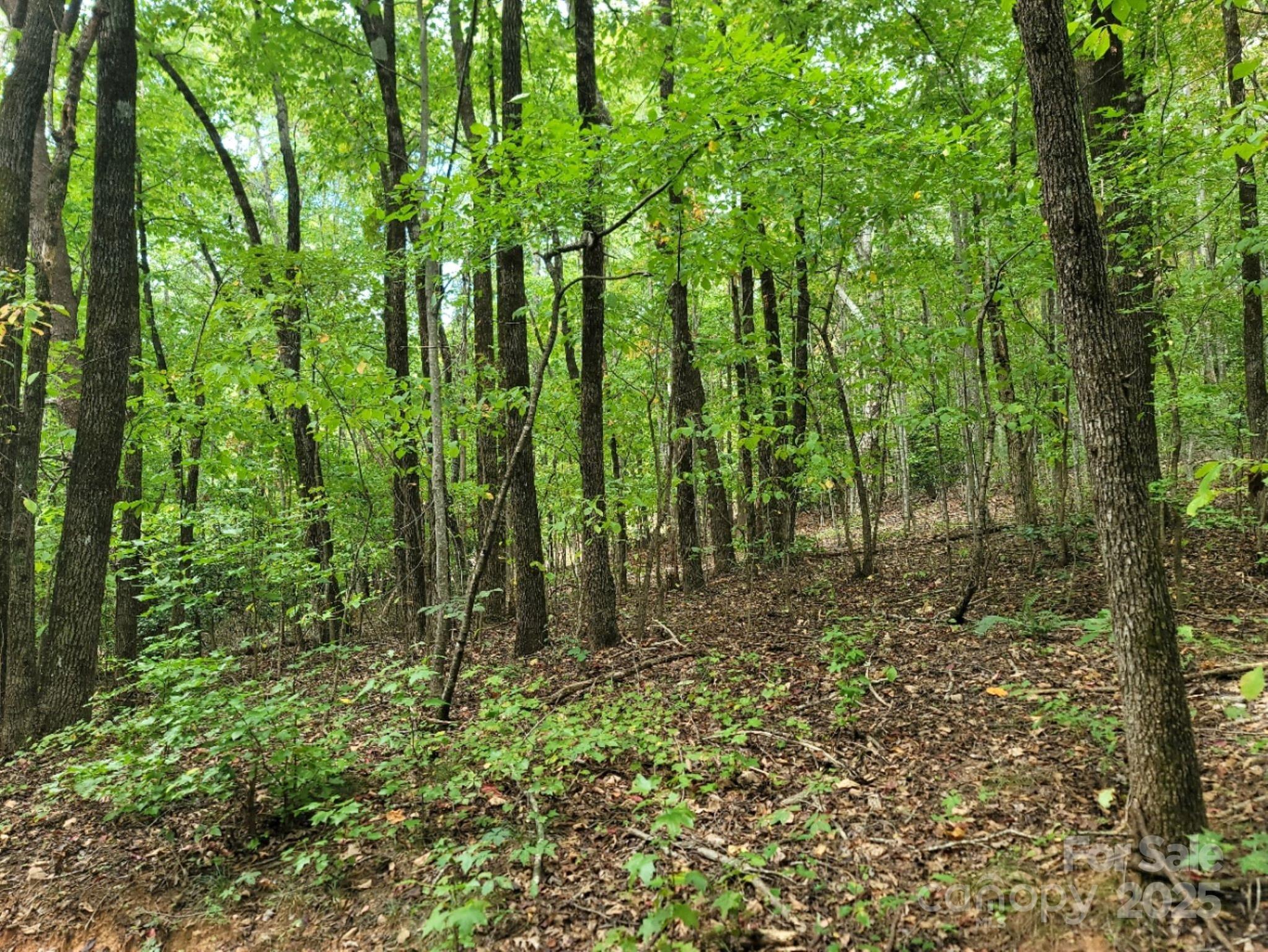 219 Judy Road Casar, NC 28020 - Photo 5 of 11 a view of forest
