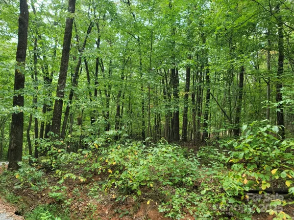 a view of a lush green forest