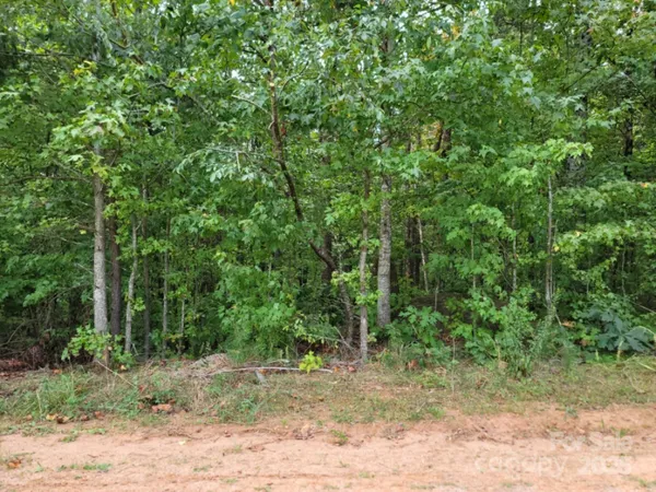 a view of a forest filled with trees