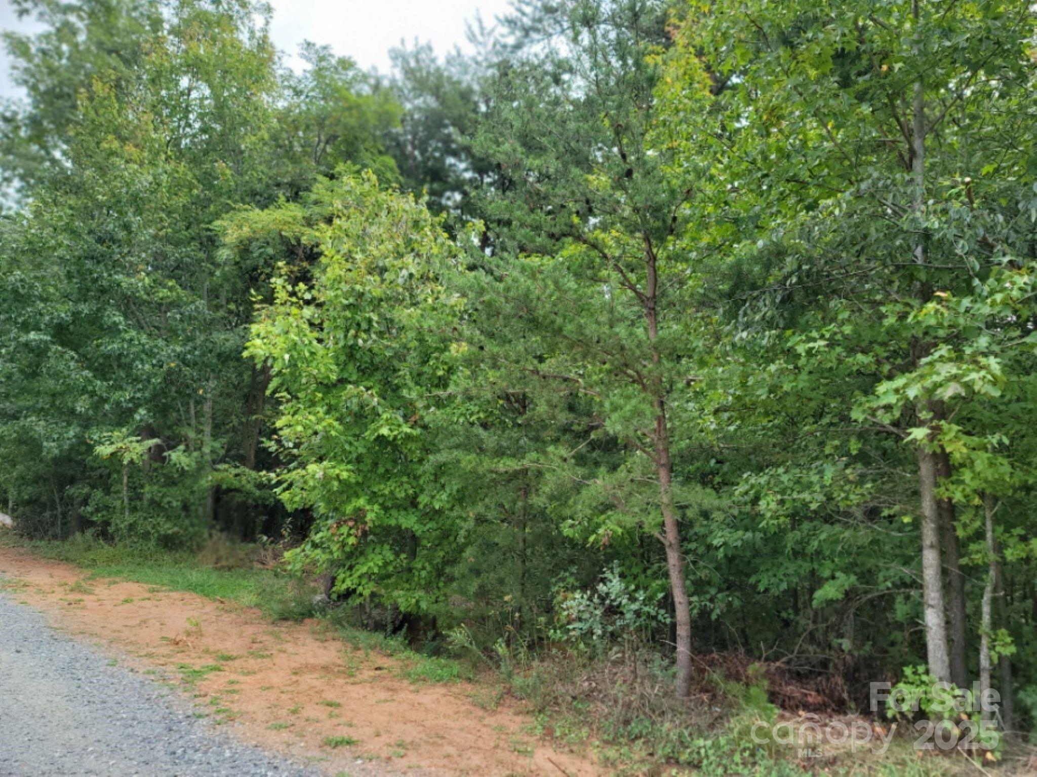 219 Judy Road Casar, NC 28020 - Photo 9 of 11 a view of a forest with trees in the background