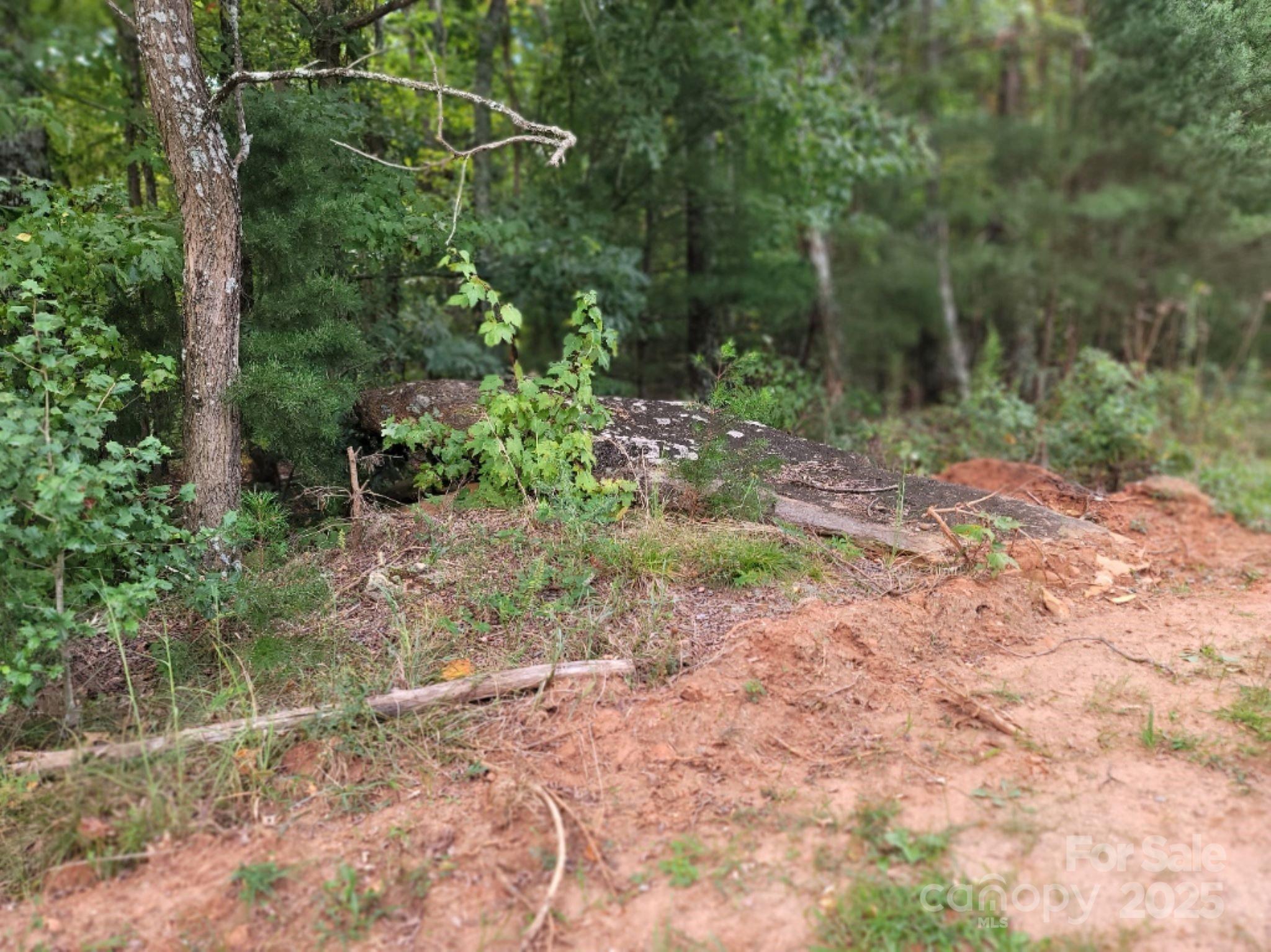 219 Judy Road Casar, NC 28020 - Photo 10 of 11 a view of a yard with plants and large trees