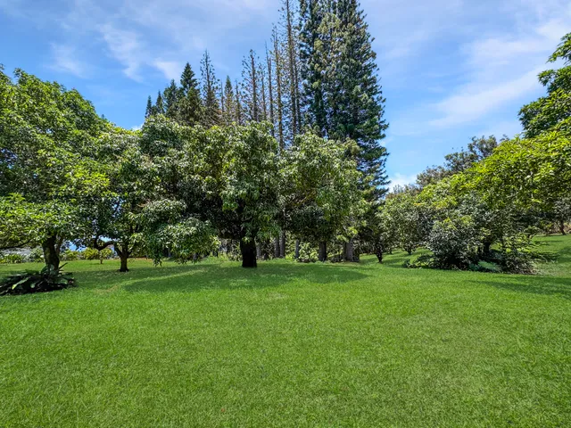 a plant that is in a garden