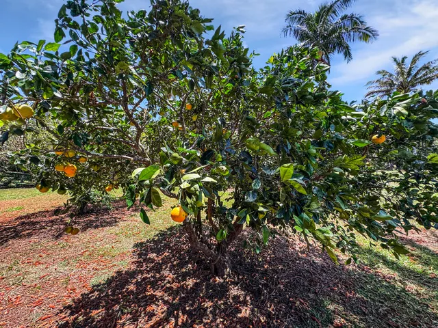 $1,500,000 | 55-1096 Kaauhuhu Homestead Road, Hawi, HI 96719