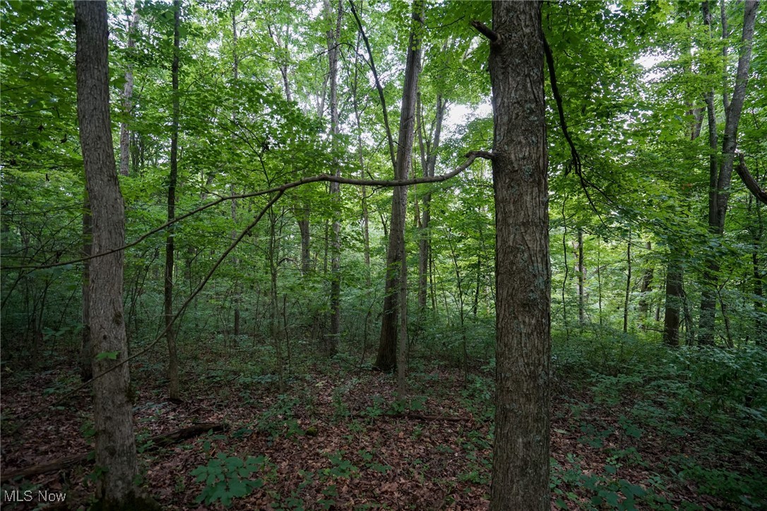 34799 Paw Road Lower Salem, OH 45745 - Photo 45 of 50 View of woods