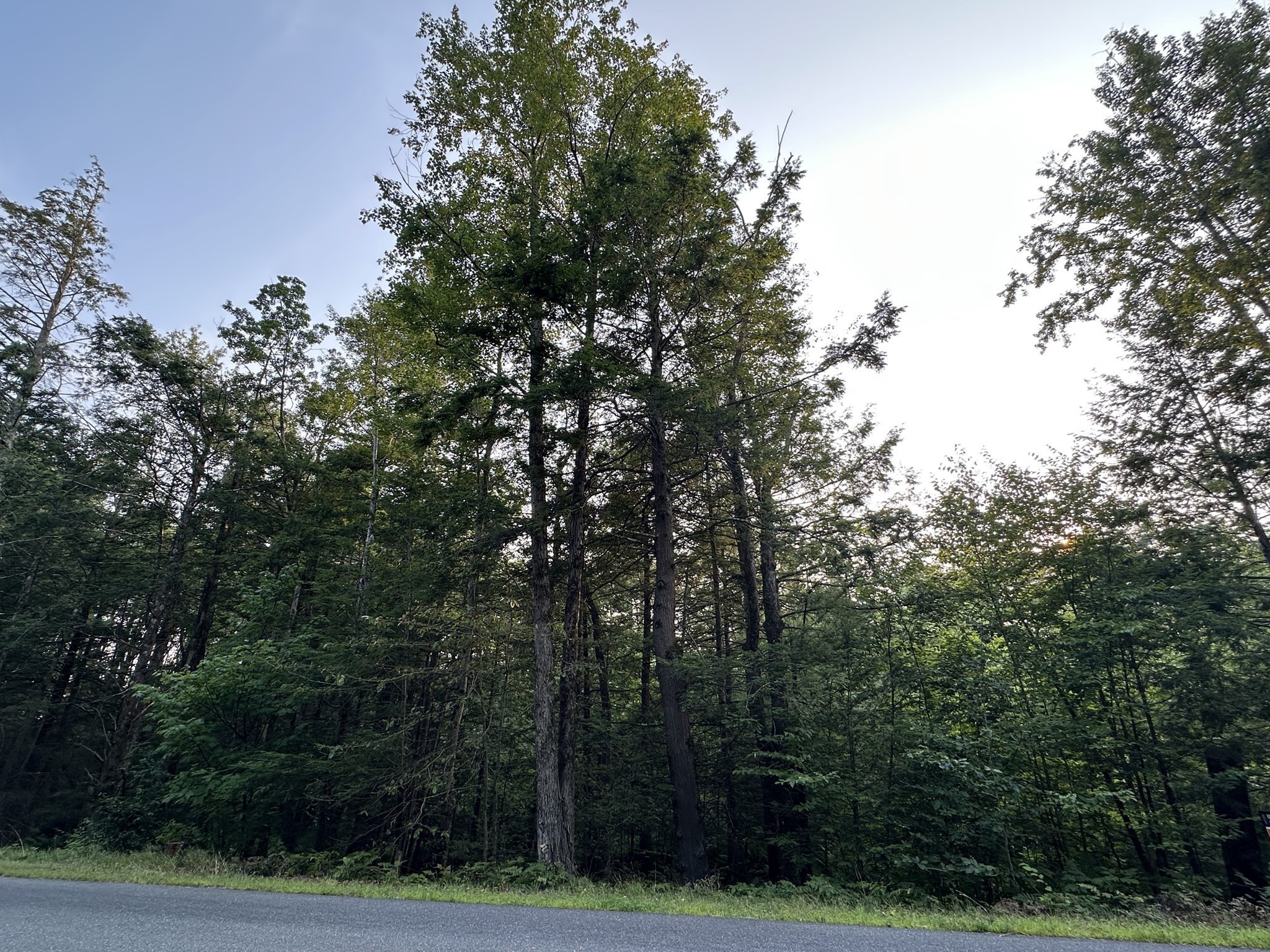 0 Shaw Road Cummington, MA 01026 - Photo 6 of 9 Gallery Image 6