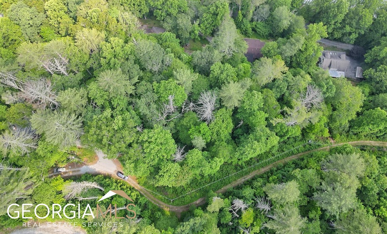 a view of a lush green forest