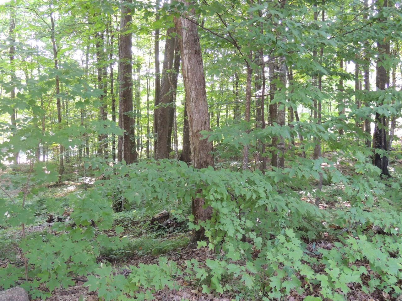 N4206 Hill Road Antigo, WI 54409 - Photo 10 of 30 Gallery Image 10