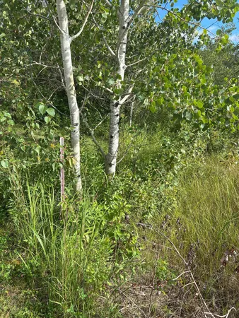 $23,900 | Tbd 340th Avenue, Roseau, MN 56751