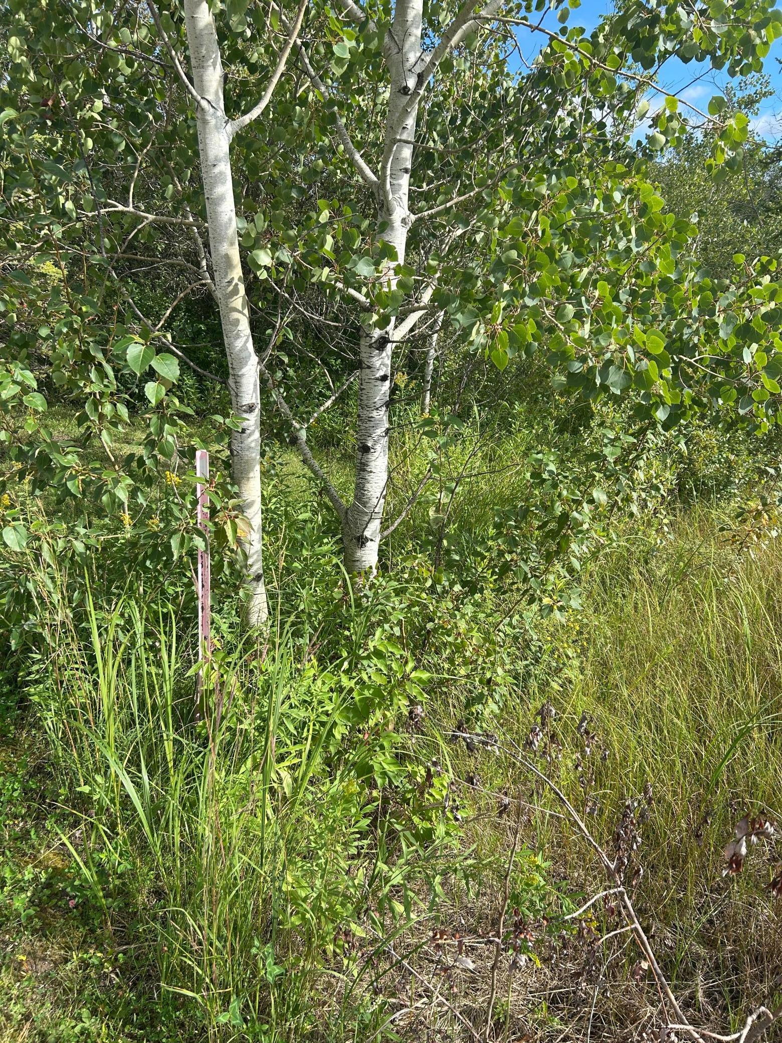 Tbd 340th Avenue Roseau, MN 56751 - Photo 4 of 15