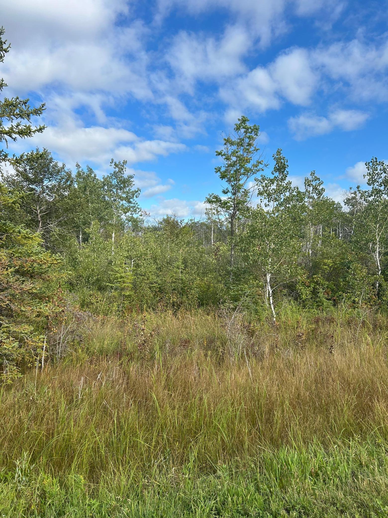 Tbd 340th Avenue Roseau, MN 56751 - Photo 5 of 15