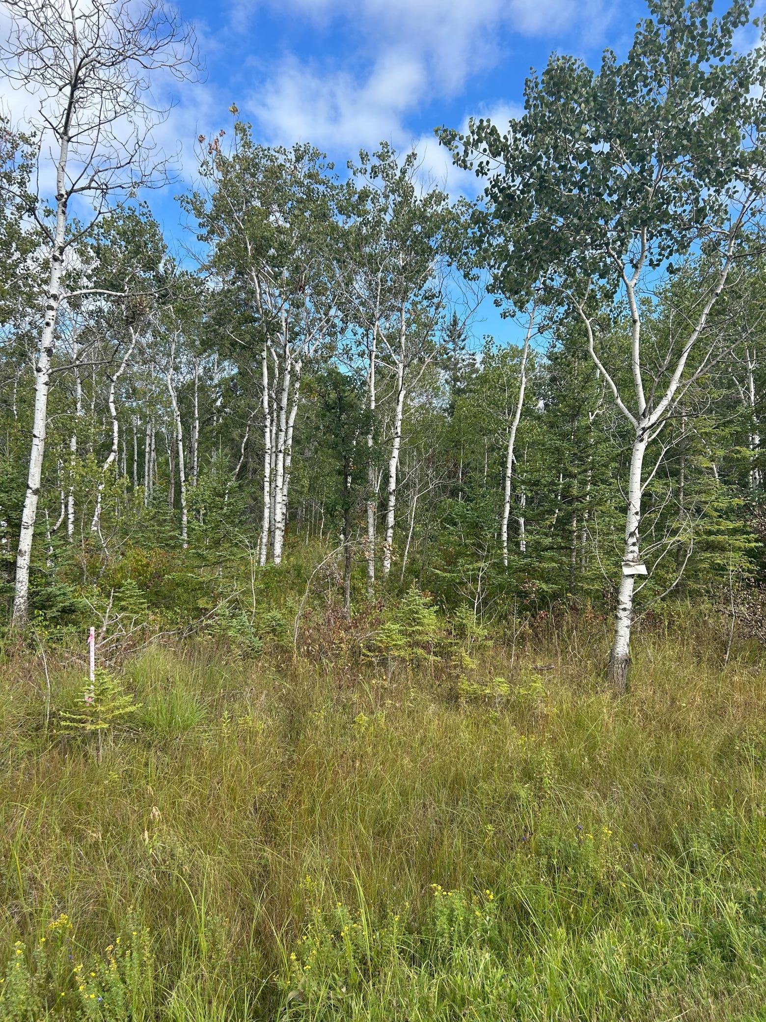 Tbd 340th Avenue Roseau, MN 56751 - Photo 7 of 15