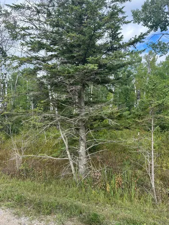 $23,900 | Tbd 340th Avenue, Roseau, MN 56751