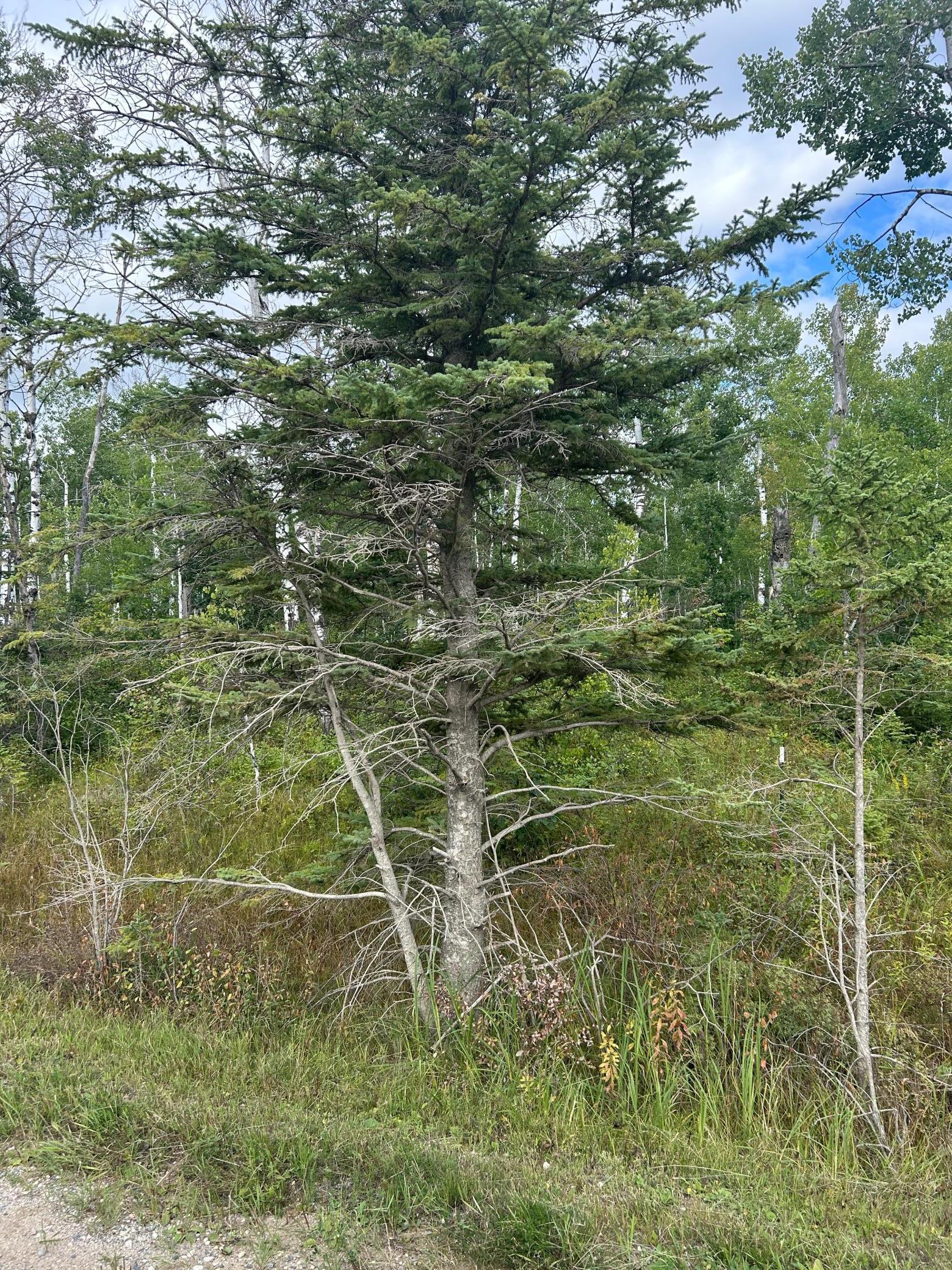 Tbd 340th Avenue Roseau, MN 56751 - Photo 10 of 15