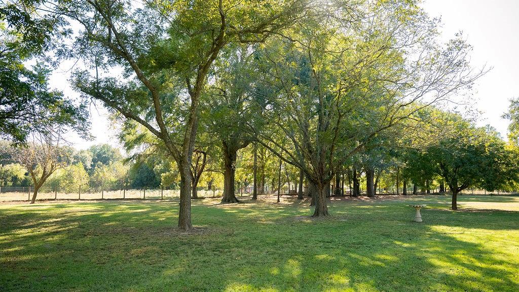 213 County Road 2320 Telephone, TX 75488 - Photo 13 of 40 a view of trees