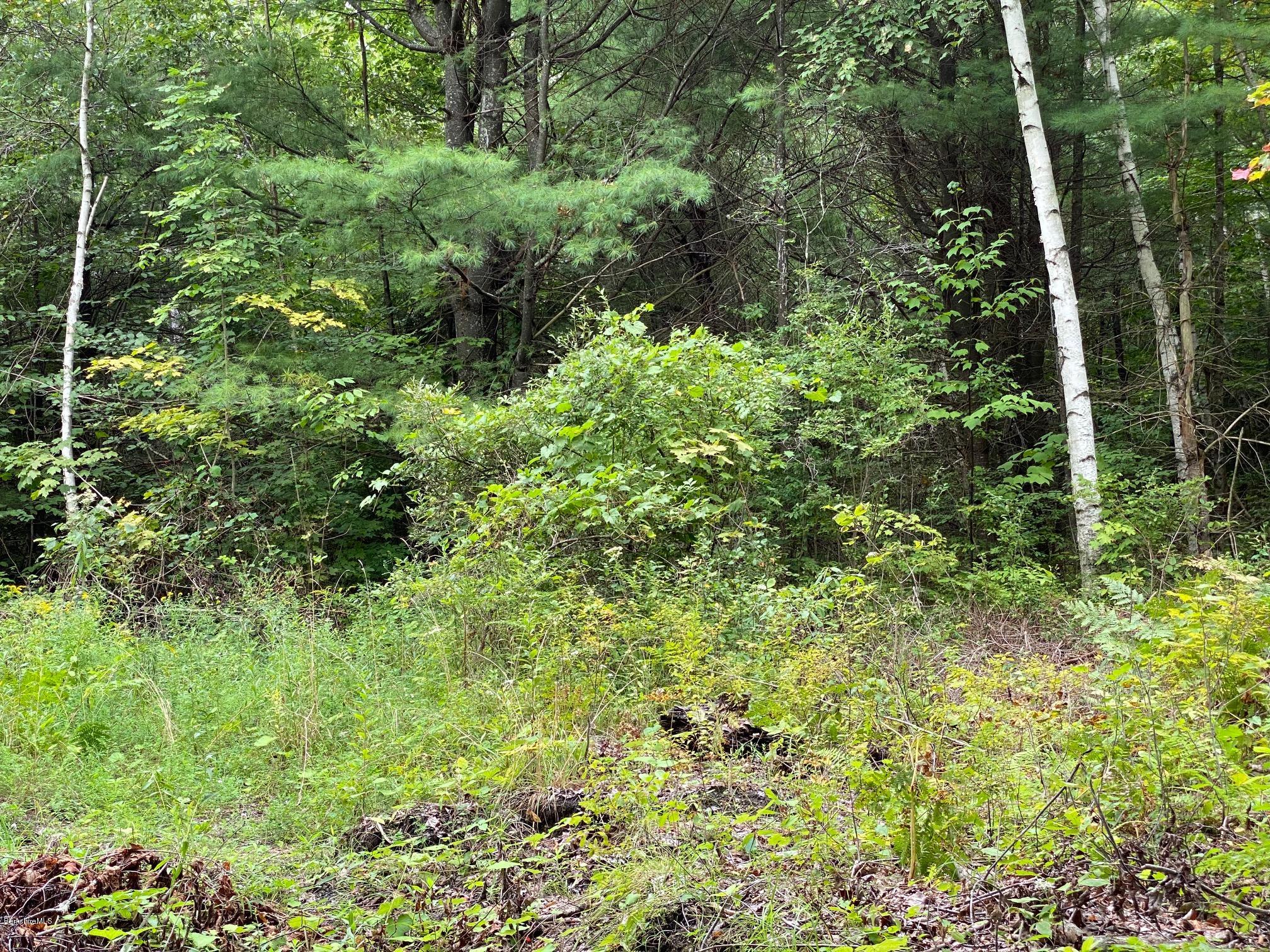3 Bonny Rigg Hill Road Becket, MA 01223 - Photo 1 of 4 a view of a lush green forest